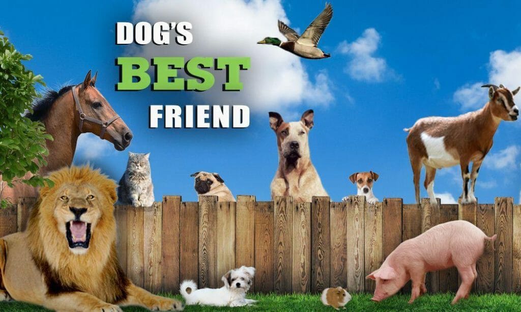 お家にいよう こんな時期だからお家で犬テレビ三昧 新型コロナウイルス Dog Emergency Com